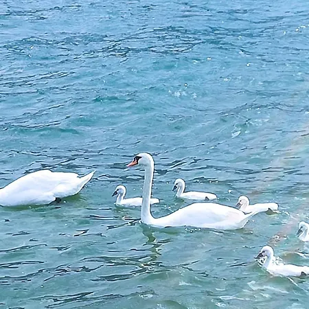 A Dream On The Via Roma * 리에르나